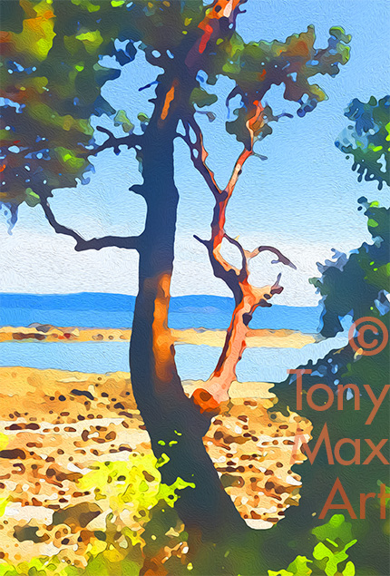 "Arbutus – Undergrowth – Close-up – British Columbia art prints by Tony Max