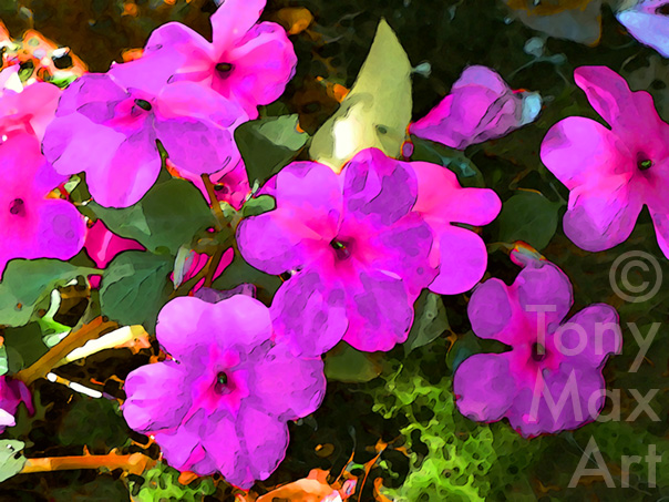 Pink Impatiens Number 1 – Botanical art by Tony Max