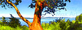 Waler's Hook Lookout - Fine art by Tony Max