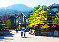 Whistler - Yellow Tree - British Columbia Art Prints by Tony Max